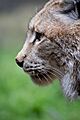 Lynx lynx - 05