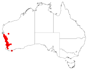 Macarthuria australis DistMap.png