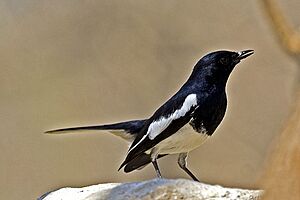 Magpie robin