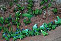 Many parrots -Anangu, Yasuni National Park, Ecuador -clay lick-8