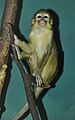 Miopithecus ogouensis