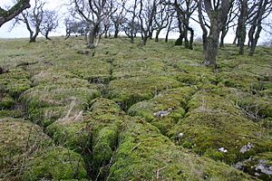 Mossy Clints - geograph.org.uk - 89789