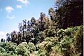 Mount Hyland Nature Reserve Dec 31 1994