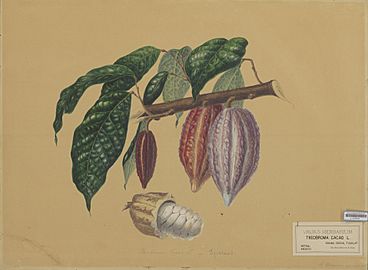Naturalis Biodiversity Center - L.0939563 - Bernecker, A. - Theobroma cacao - Artwork