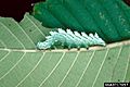 Nerice bidentata larva