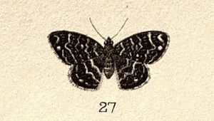 New Zealand Moths and Butterflies (1898) plate 8 fig 27
