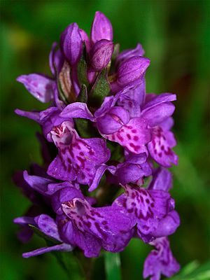 Northern Marsh Orchid Dactylorhiza purpurella 6-18-08