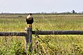 Northern crested caracara (Caracara cheriway), Attwater Prairie Chicken National Wildlife Refuge