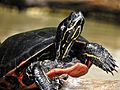 Northern red-bellied cooter in Long Pond