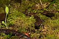 Northwest salamander, Cape Meares NWR (5123549519)