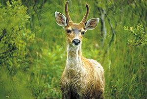 Odocoileus hemionus sitkensis