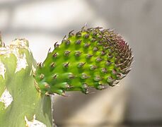 Opuntia leaf