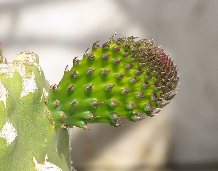 Opuntia leaf