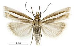 Orocrambus aethonellus female.jpg