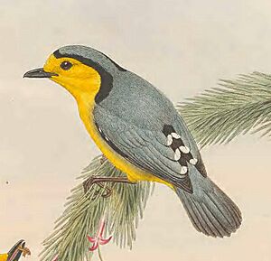 Pachycare flavogrisea - The Birds of New Guinea (cropped).jpg