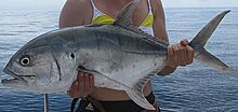 Pacific crevalle jack Ecuador