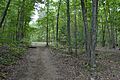 Paine Run Road in the woods