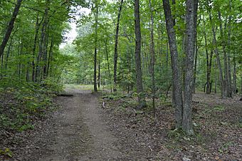 Paine Run Road in the woods.jpg