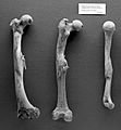 Paleopathology; Human femurs from Roman period, Tell Fara Wellcome L0008764