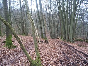 Path through Rake Hanger - geograph.org.uk - 300684