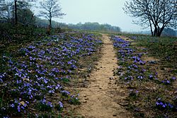 Path through bird's-foot violet