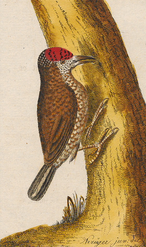 Picumnus minutissimus - 1700-1880 - Print - Iconographia Zoologica - Special Collections University of Amsterdam - UBA01 IZ18700013 (cropped1).tif