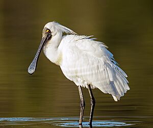 Platalea regia 2 - Sydney Olympic Park