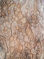 Platanus orientalis bark on trunk 02