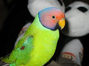 Plum-headed parakeet Facts for Kids