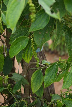 Poivre kampot02