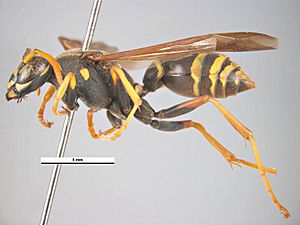 Polistes chinensis lateral