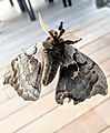 Polyphemus moth underside