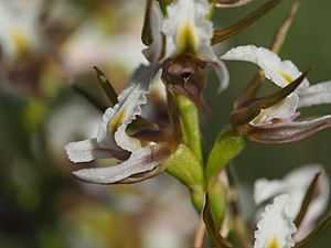 Prasophyllum odoratum flower.jpg