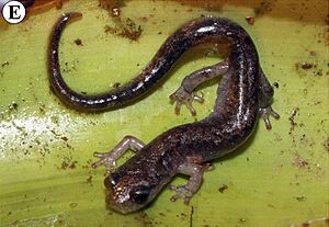 Pseudoeurycea ruficauda from near Plan de Guadalupe, Oaxaca.jpg