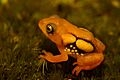 Raorchestes resplendens