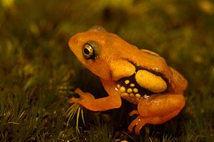 Raorchestes resplendens.jpg