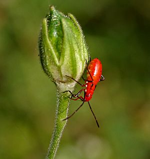 Red cotton bug (Dysdercus koenigii) nymph on Hibiscus lobatus W IMG 4065.jpg