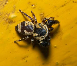 Rhene flavicomans male Hong Kong dorsal.jpg