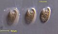 Rhodomonas salina CCMP 322