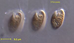 Rhodomonas salina CCMP 322