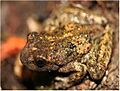 Rocky Mountain Tailed Frog (10332321346)
