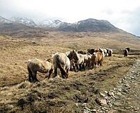 Rum Ponies - geograph.org.uk - 151595