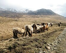 Rum Ponies - geograph.org.uk - 151595