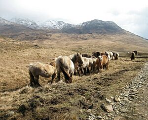 Rum Ponies - geograph.org.uk - 151595