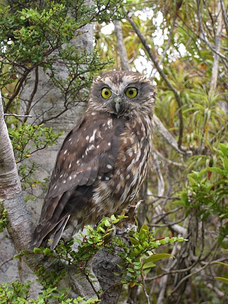 Ruru-morepork-heaphy-track