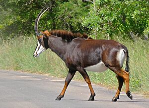 Sable (Hippotragus niger) female crossing the road (16635641913), crop.jpg