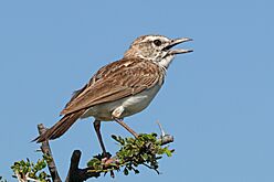 Sabota lark (Calendulauda sabota waibeli)