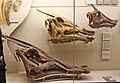 Saurolophus skulls