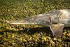 Scaphirhynchus albus (Pallid sturgeon) FWS 23610