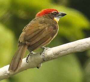 Scarlet-crowned Barbet